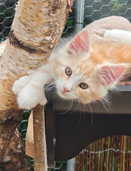 Reinrassige Maine Coon Kitten - Wildberg (Baden-Württemberg)