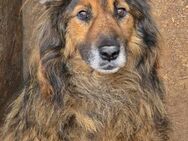 Zayjon, sucht einen Gnadenplatz - Bonndorf (Schwarzwald)