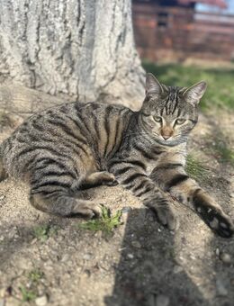 Harry möchte endlich gesehen werden - Celle