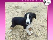 🌺 LIBERTY 🌺 - SCHNUCKELMAUS SUCHT ... - Alfeld (Leine)