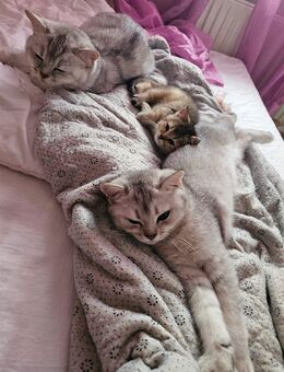 Britisch kurz haar Katze - Uetersen