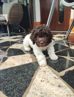 Lagotto Romagnolo Welpen - Gotha