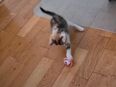 Baby Katzen in 53177