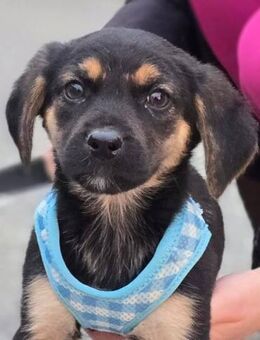 Lu, winziges Hundemädchen - Linden (Hessen)