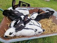 Deutsche Riesen Mix Hasen - Gelsenkirchen