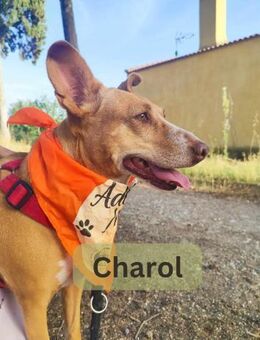 CHAROL, w., kastr., Mischling, ca. 47 cm - Sipplingen