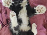 Hübsche reinrassige Maine Coon Kitten - Essen