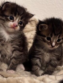 Reinrassige Maincoon Kitten - Wittmund