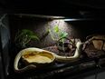 Albino Königspython (Female) NZ‘M&S‘22 mit Terrarium in 12629