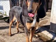 Silky der Name ist Programm! - Oberhausen