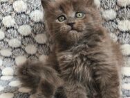 Maine Coon Kätzchen Reinrassige - München