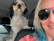 Shi Tzu Hündin sucht liebevolles für immer Zuhause♥️ - Aukrug