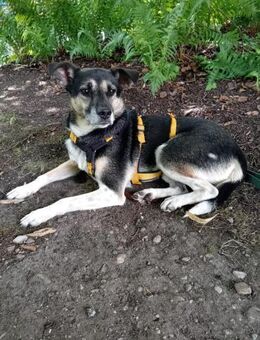 Johnny ❤️sucht Für-Immer-Zuhause - Rott (Inn)