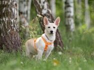 Vorsichtiger Theo sucht warmes Körbchen - Duisburg