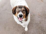 Fröhliche Agatha sucht perfektes Zuhause - Duisburg