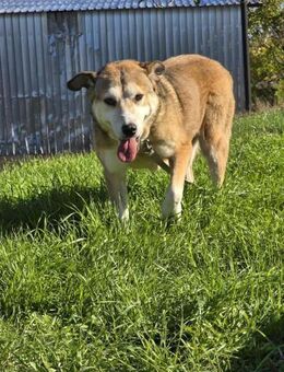 Vergessen hinter Gittern = unsere ANOUK♥ - München