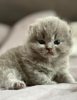 BKH / Britisch Kurzhaar Kitten - Mönchengladbach