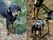 Scooby sucht ....mit Video - Frankfurt (Main)