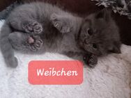 Reinrassige BKH Kitten - Brakel