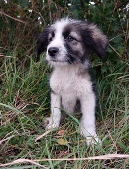 Rüdewelpe Janko - Rambin