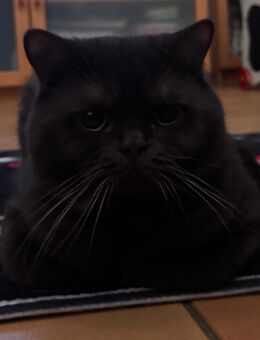 BKH Kater in chocolate 1J - Nienburg (Weser)