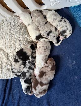 Welpen - Tangerhütte