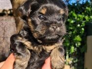Zwei zuckersüße Yorkshire Terrier weibchen suchen ein liebevolles Zuhause! - Pappenheim