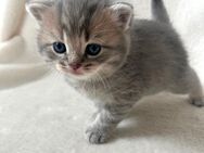 BKH Kitten Mädchen&Junge noch FREI!! - Göttingen