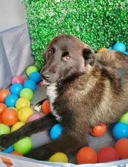 💫 Junghund Benny wartet ... 💫 - Eislingen (Fils)