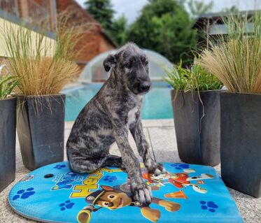 Wunderschöne Irish Wolfhound Welpen, Irischer Wolfshund