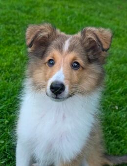 Sheltie-Rüde auszugsbereit - Edewecht