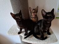Atemberaubende Bengal Kitten, melanistic und brown - Haßloch