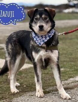 Zazuji ein sehr hübscher Rüde - Flörsheim-Dalsheim