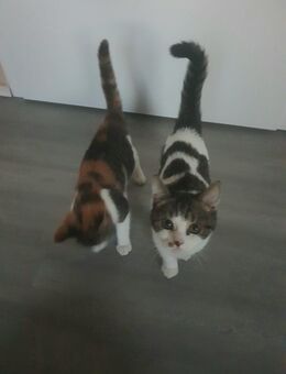 Zuckersüßer Bkh/Ekh Mix Kater sucht neues Zuhause! - Papenburg