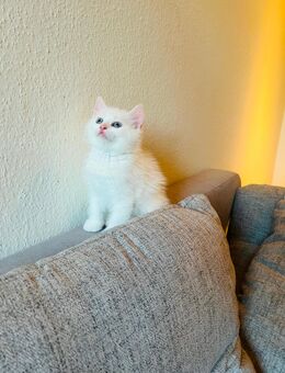 BKH - Perser Kitten - Herne