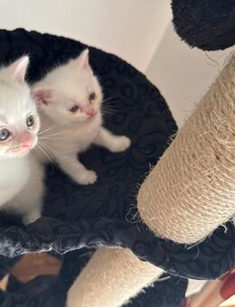 Babykatze BKH kitten - Huy