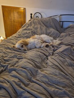 Hugo sucht sein Zuhause - Braunschweig