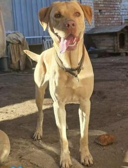 Karsten - ein lieber Rüde - Höchst (Odenwald)