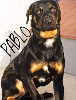 Pablo - ausgeglichen und freundlich - Heppenheim (Bergstraße)