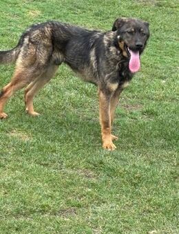 Harry - Frankfurt (Main)