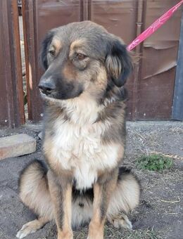 🌼Sanfter Nick sucht Liebe🌼NOTFALL - Eislingen (Fils)