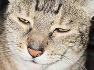 Ich suche für mich und meine Katze eine Wohnung - Beverstedt
