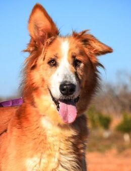 Agatha sehnt sich nach viel Fürsorge - Laatzen