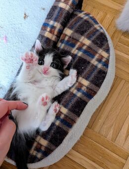 Süße sibirische Waldkatze Ragdoll Birma Mix Mädchen - Stammham (Landkreis Altötting)