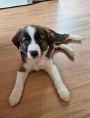 Der letzte Australian Shepherd Mix Welpe ist abgabebereit in 27330