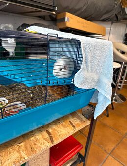 Verkaufe 2 Meerschweinchen weibchen - Bocholt