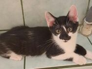 Ludwig, ca. 3,5 Monate, Familie gesucht - Grimburg