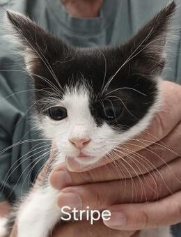 Stripe sucht DICH als Spielpartner! - Bergkirchen