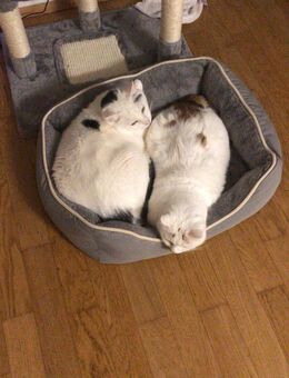 Geschwister Katzen suche neues Zuhause - Holzkirchen (Regierungsbezirk Oberbayern)