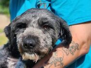 Maya sucht ein ruhiges Zuhause - Worms